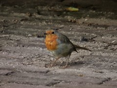 Erithacus rubecula