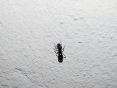 Camponotus foreli