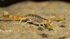 Parabuthus stridulus
