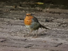 Erithacus rubecula