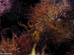 Gelidium arbuscula