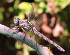 Orthetrum caffrum