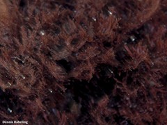 Gelidium arbuscula