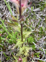 Castilleja parviflora parviflora
