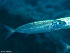Trachurus picturatus