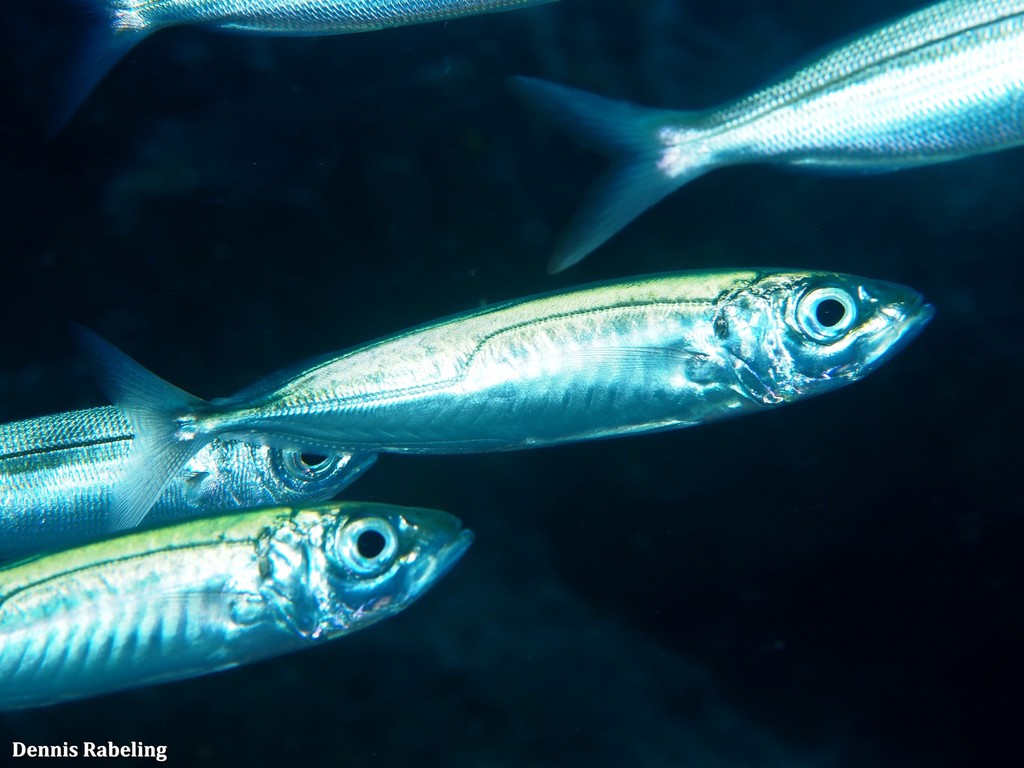 Blue Jack Mackerel
