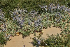 Eryngium maritimum