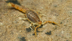 Parabuthus stridulus
