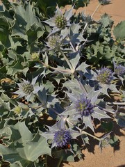 Eryngium maritimum