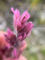 Castilleja parviflora parviflora