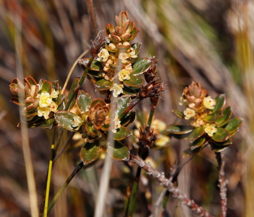 Broaf-leaved clutia (Clutia alaternoides)