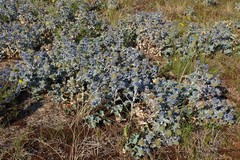 Eryngium maritimum