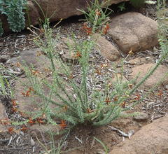 Jamesbrittenia atropurpurea