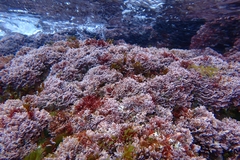 Ellisolandia elongata