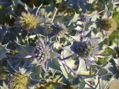 Eryngium maritimum