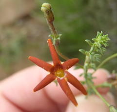 Jamesbrittenia atropurpurea