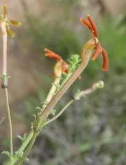 Jamesbrittenia atropurpurea