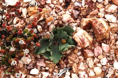 Othonna auriculifolia