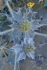 Eryngium maritimum