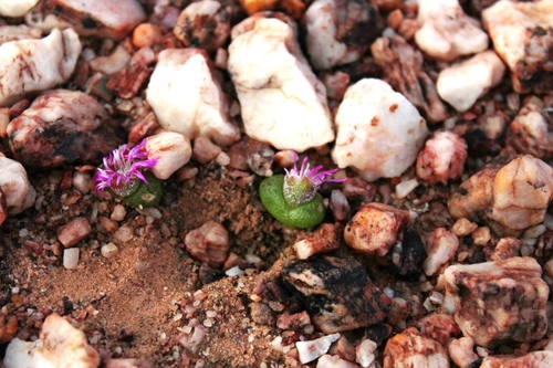 Maughaniella luckhoffii (L. Bolus) L. Bolus 2
