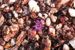 Diplosoma luckhoffii