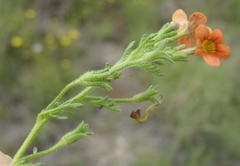 Jamesbrittenia aurantiaca