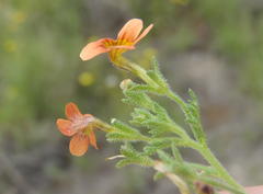 Jamesbrittenia aurantiaca