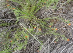 Jamesbrittenia aurantiaca