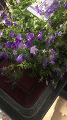 Campanula poscharskyana