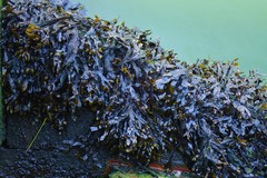 Fucus vesiculosus