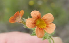 Jamesbrittenia aurantiaca