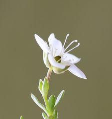 Arenaria ciliata