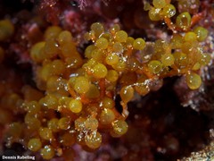 Botryocladia botryoides