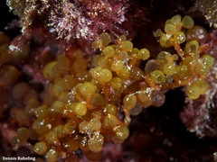 Botryocladia botryoides