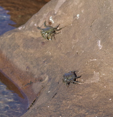 Grapsus tenuicrustatus