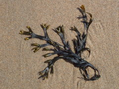 Fucus vesiculosus