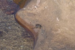 Grapsus tenuicrustatus