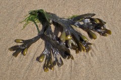 Fucus vesiculosus