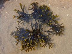 Fucus vesiculosus