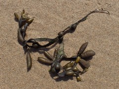 Fucus vesiculosus