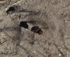Litorhina