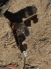 Litorhina