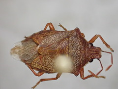 Podisus brevispinus