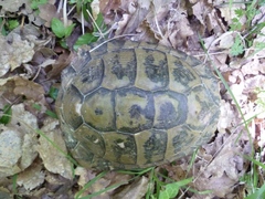 Testudo hermanni boettgeri