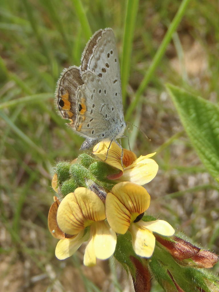 Cupidopsis