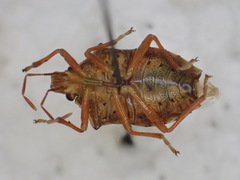 Podisus brevispinus