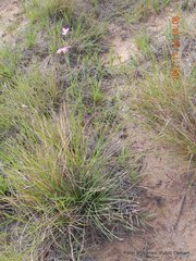 Dianthus basuticus