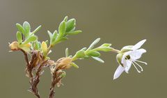 Arenaria ciliata