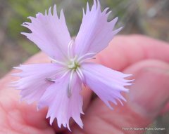 Dianthus basuticus