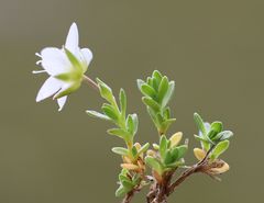 Arenaria ciliata